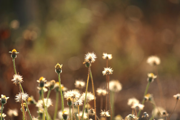 草特写图片下载