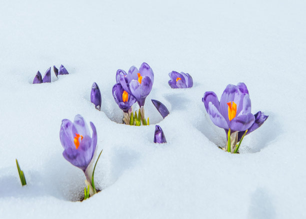 雪地里的番红花素材图片