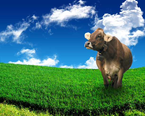 牛和草地图片下载