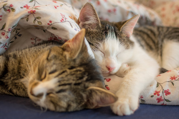 睡觉的小猫在床上拥抱。图片下载