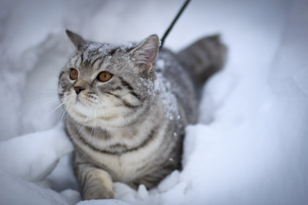 猫在雪图片下载