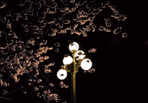 晚上盛开的樱桃树图片下载