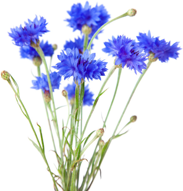 矢车菊孤立图片下载