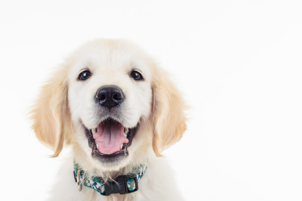 快乐喘息金色拉布拉多寻回小狗狗素材图片