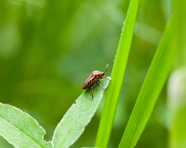 三叶上的条纹虫图片下载