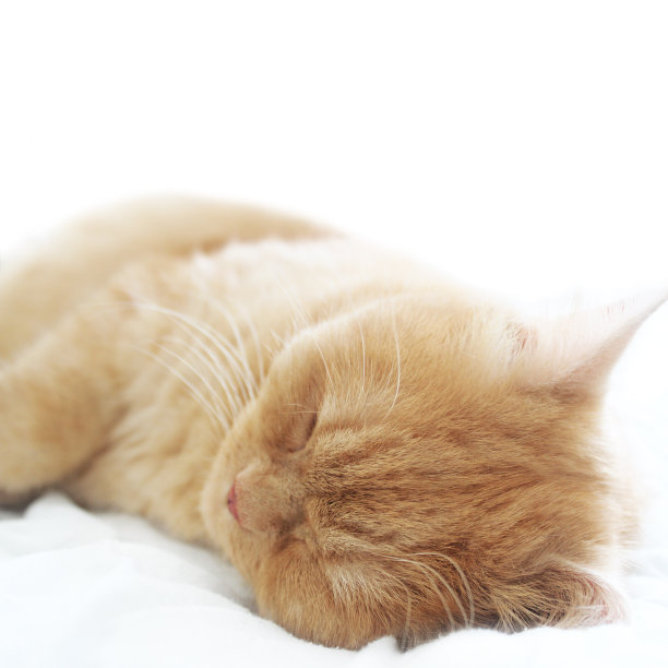 沉睡的猫图片下载