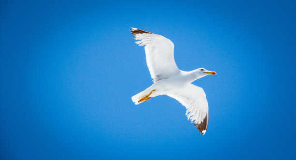 海鸥图片下载