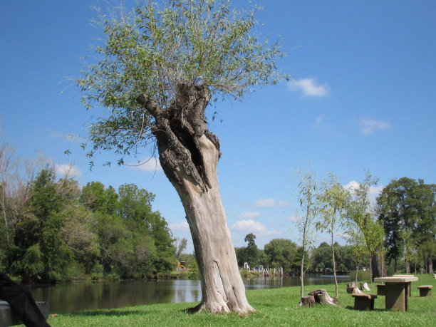 阿罗约马丁内斯图片下载