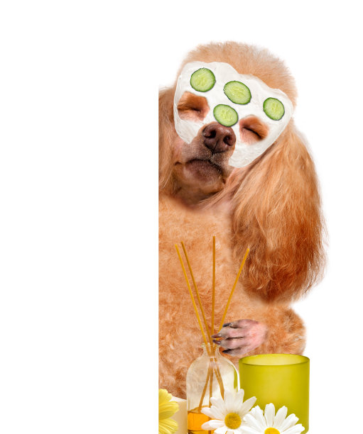 温泉洗狗。图片下载