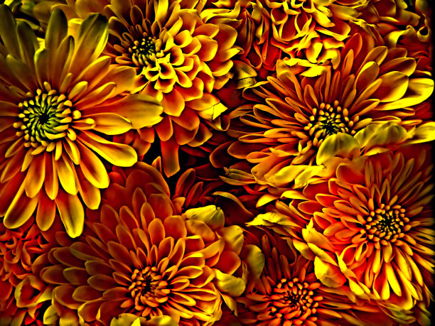 花的图案图片下载