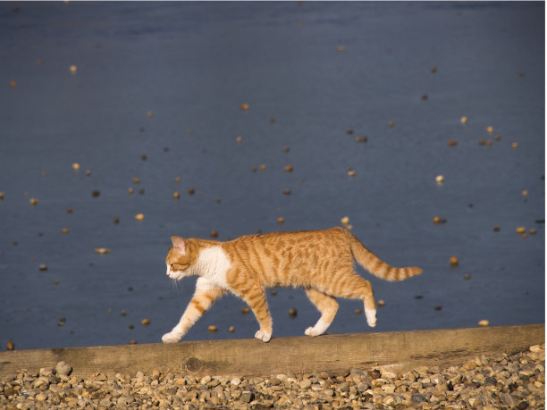 黄猫在冬日的阳光下走在结冰的湖边，图片下载