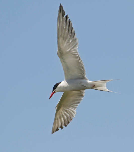 燕鸥在飞行中图片下载