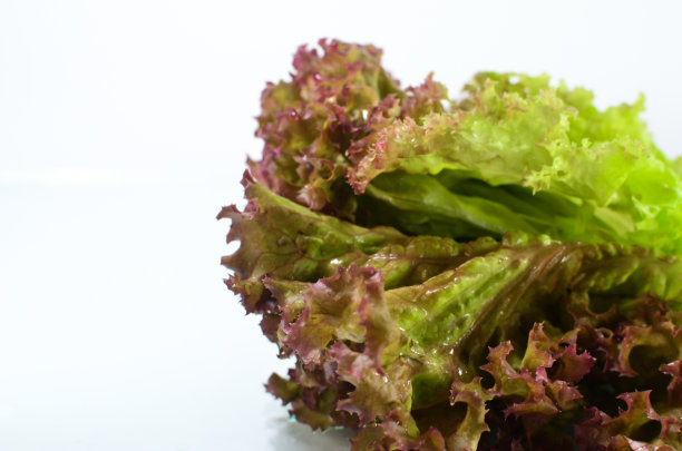 特写红橡叶莴苣-孤立在白色图片下载