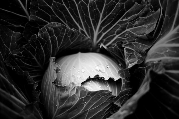 白黑卷心菜图片下载