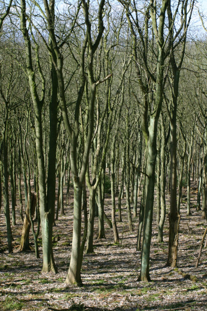 冬天森林中的树木图片下载
