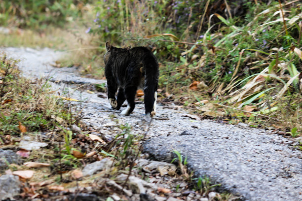 漫步在小径上的猫图片下载