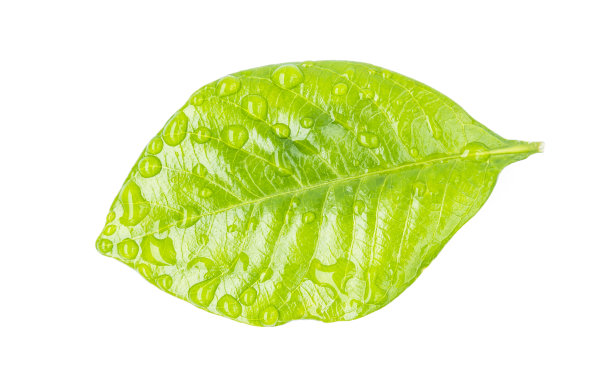 叶子上的水滴图片下载