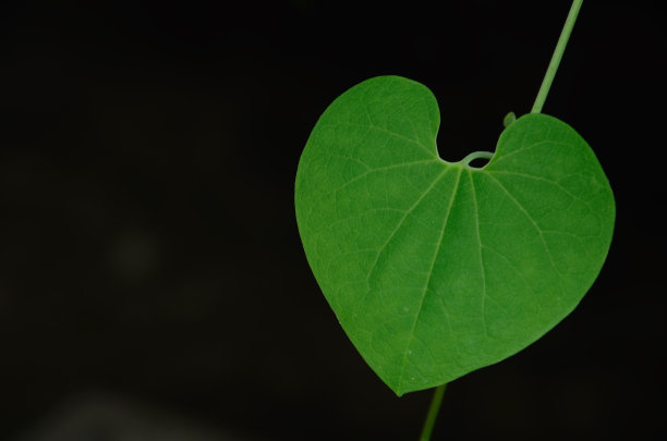 大自然中的心图片下载