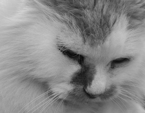 沉睡的猫图片下载