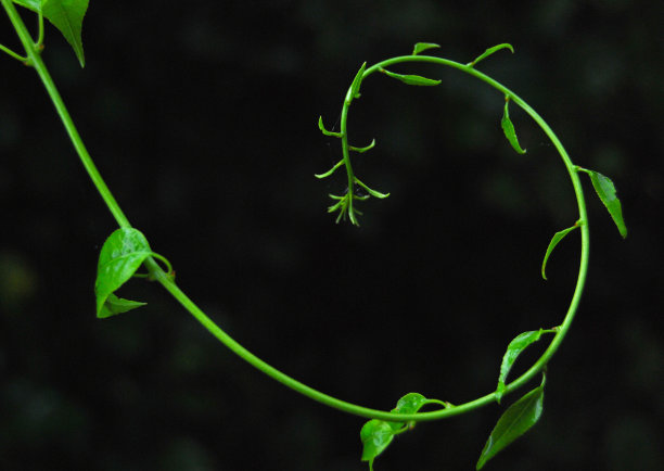 在黑色背景上卷曲的绿色藤蔓图片下载