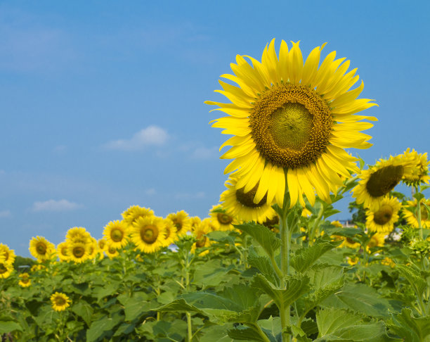 向日葵花园素材图片