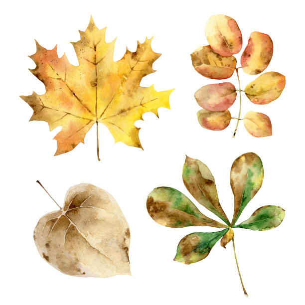 设置秋叶图片下载