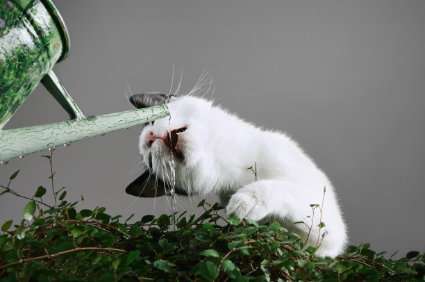 猫从喷壶里喝水图片下载