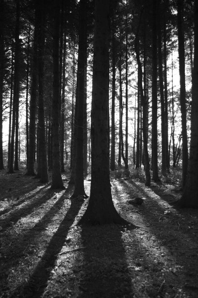 树木和阴影图片下载