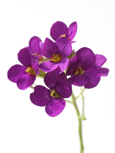 Aubrieta;假山;地被植物图片下载