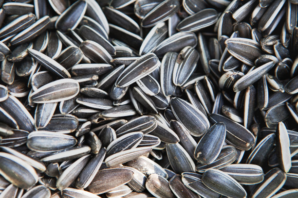 粮食。玉米。图片下载