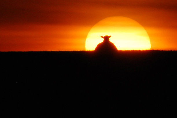 地平线上的羊图片下载