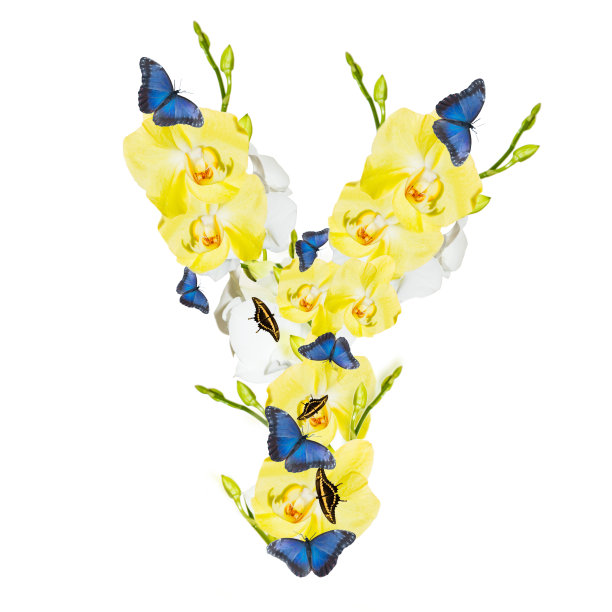 信兰花图片下载