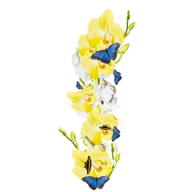 信兰花图片下载