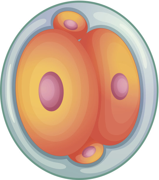 胚胎发育图片下载