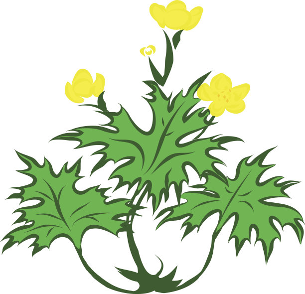 毛茛属植物图片下载
