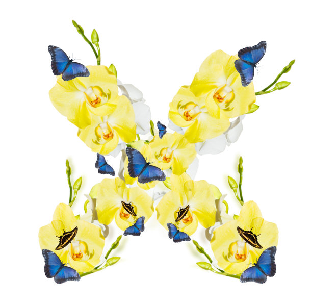 信兰花图片下载