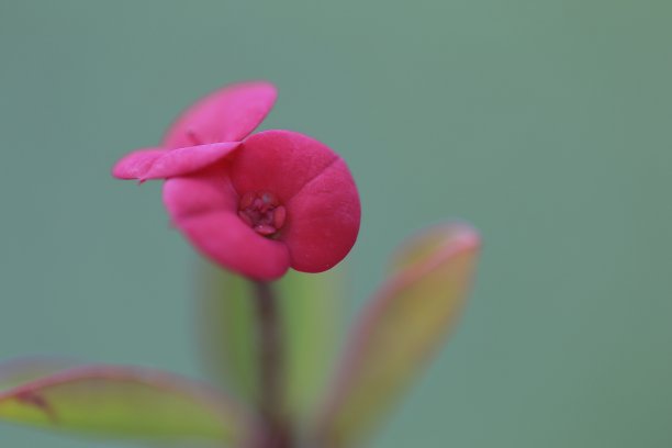 荆棘之冠图片下载