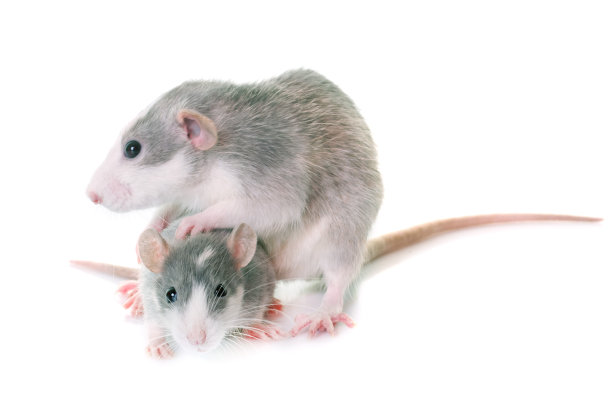 年轻的老鼠素材图片