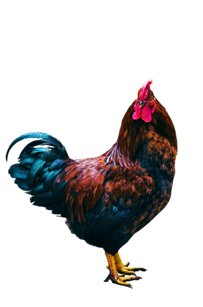 孤立的公鸡图片下载
