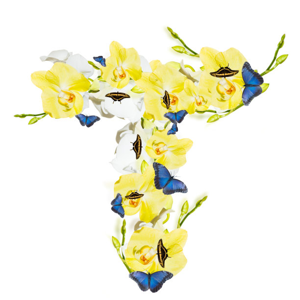 信兰花图片下载