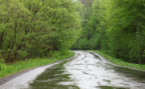 路在森林图片下载