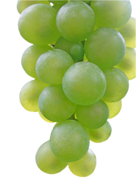 绿葡萄枝。图片下载