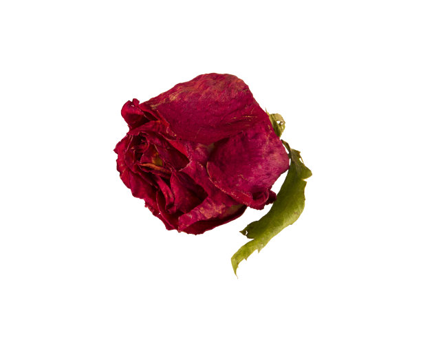 绿叶玫瑰干图片下载