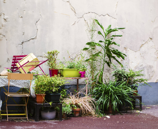 美丽的植物照亮贫民窟的庭院图片下载