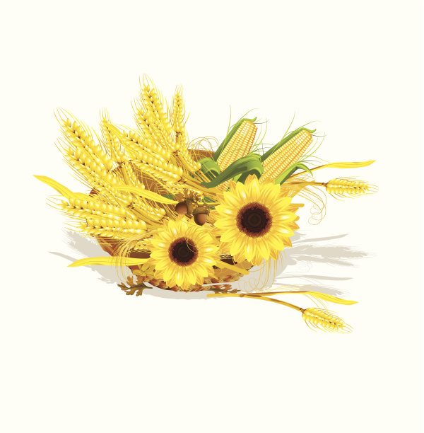 季节设计，小麦和向日葵在柳条篮子图片下载