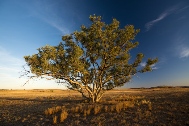 孤独的树在内陆图片下载