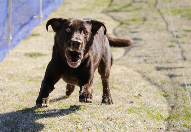 巧克力拉布拉多就要上钩了图片下载