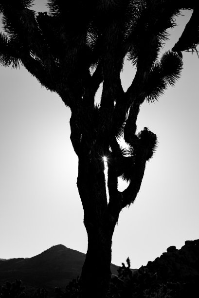 约书亚树图片下载