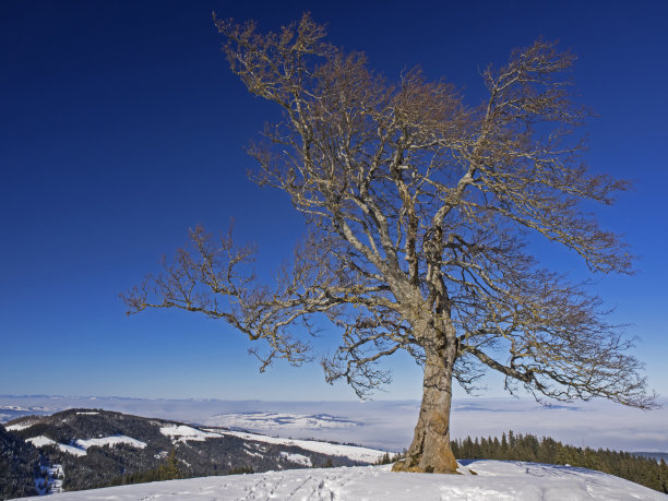 云上的光秃秃的树图片下载