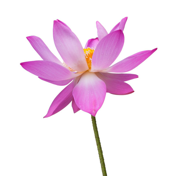 荷花孤立在白色上图片下载